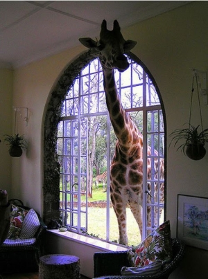 nyfiken giraff