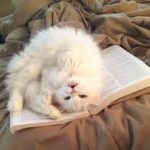 katt vilar på läxor