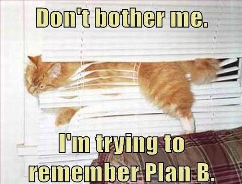 humor-cat-plan-B